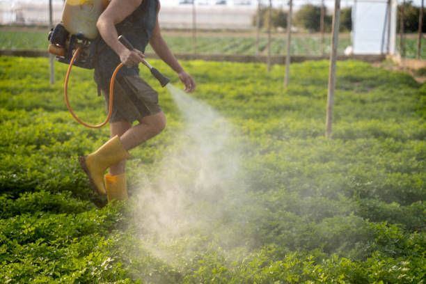 Best Affordable Pest Control Services  in Mountain Village, CO