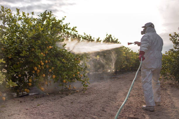 Flea Control Services in Mountain Village, CO