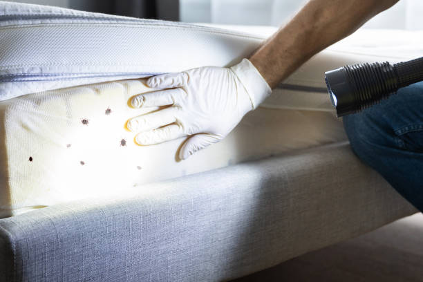 Best Termite Control Services  in Mountain Village, CO