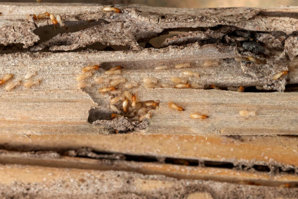 Best Pest Inspection Near Me  in Mountain Village, CO
