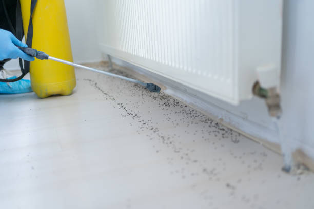 Best Flea Control Services  in Mountain Village, CO